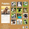 Puppies Calendar 2024